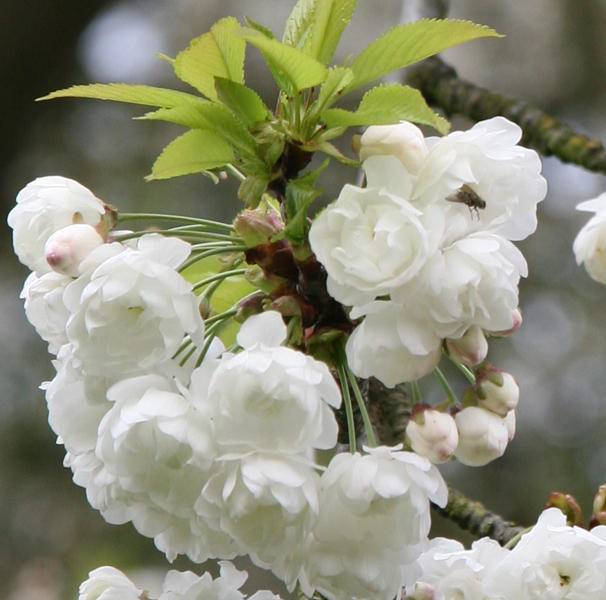 sierkers-prunus-avium-plena-bestellen-bezorgen