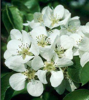 sierpeer-pyrus-beech-hill-bestellen-bezorgen