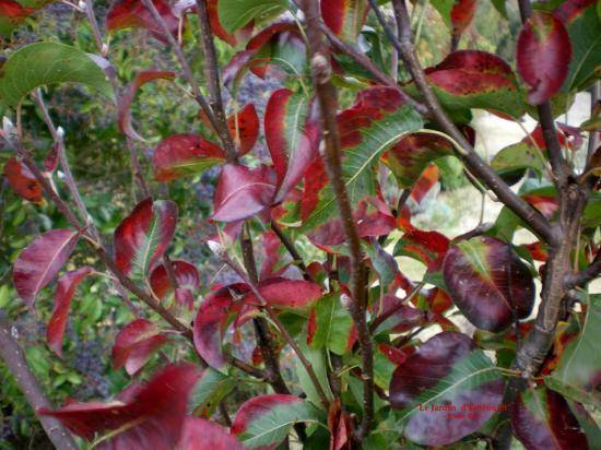 sierpeer-pyrus-red-spire-bestellen-bezorgen