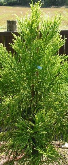 sikkelden-cryptomeria-japonica-barabits-gold-bestellen-bezorgen