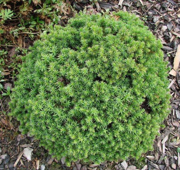 sikkelden-cryptomeria-japonica-compressa-bestellen-bezorgen