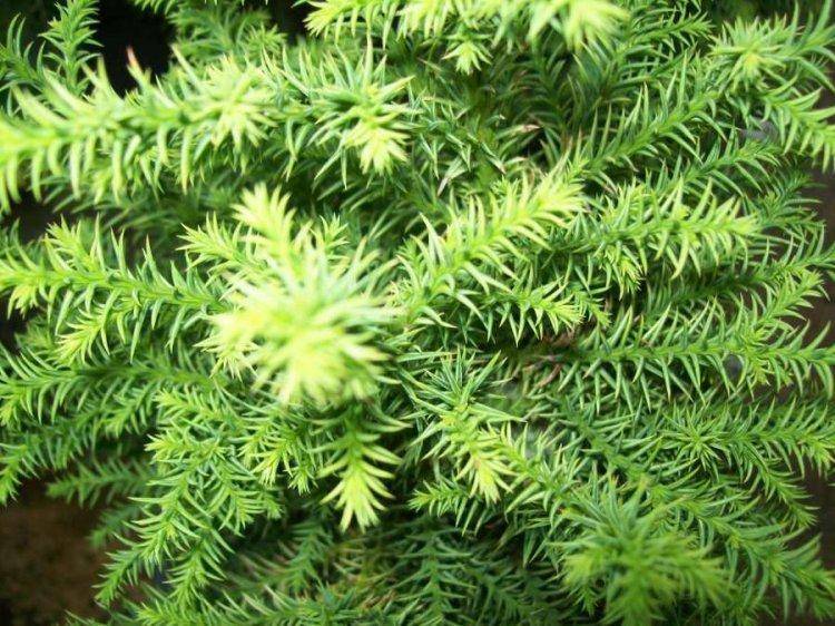 sikkelden-cryptomeria-japonica-elegans-bestellen-bezorgen