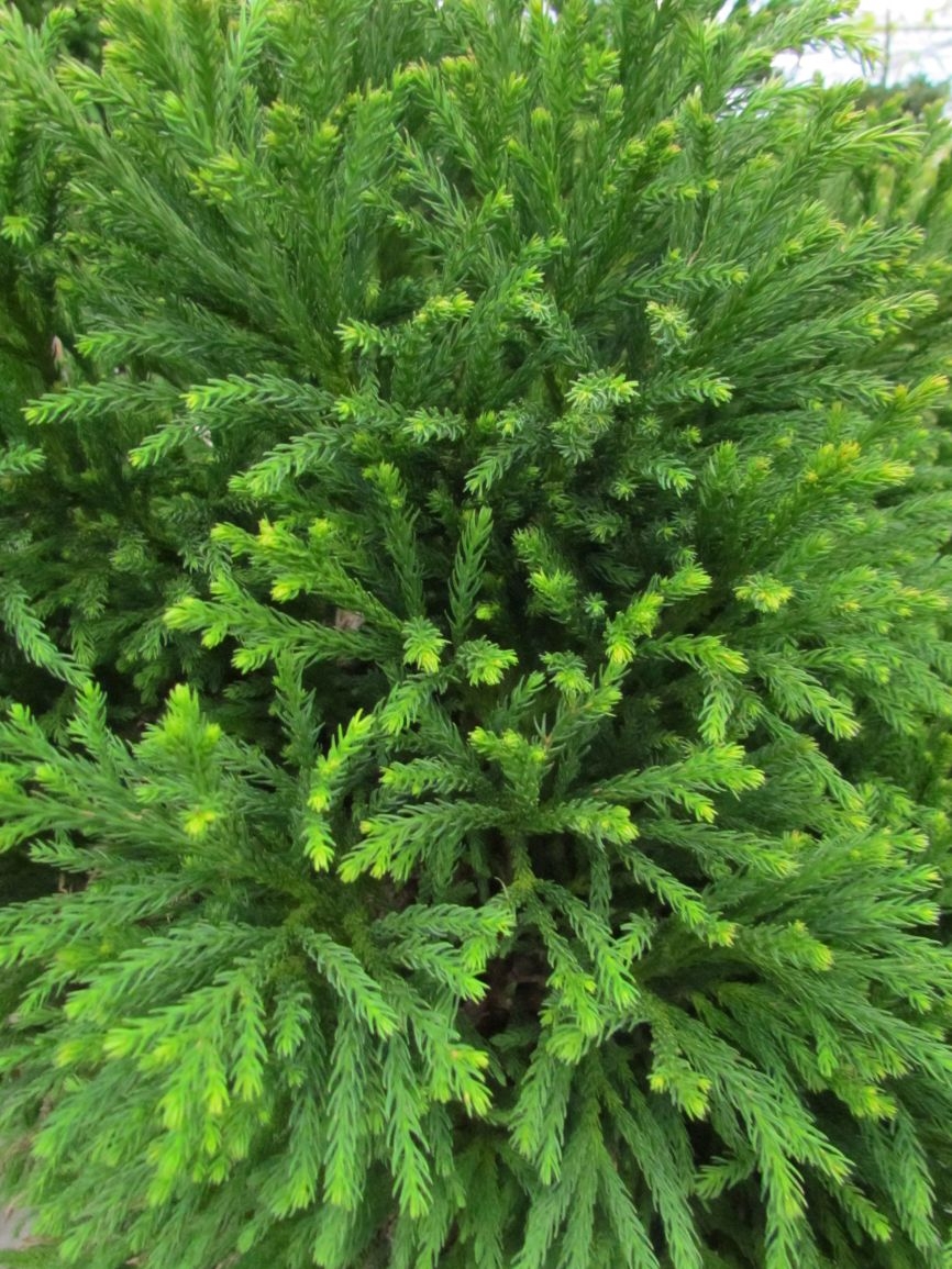 sikkelden-cryptomeria-japonica-globosa-nana-bestellen-bezorgen