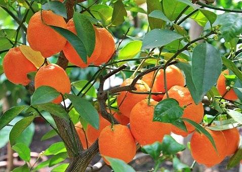 sinaasappelboom-citrus-sinensis-bestellen-bezorgen