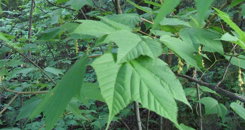 slangebastesdoorn-acer-pensylvanicum-bestellen-bezorgen