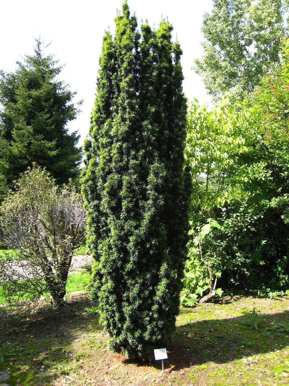 smal-opgaande-taxus-taxus-baccata-fastigiata-bestellen-bezorgen