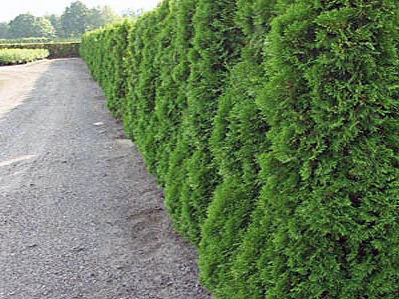 smalle-coniferenhaag-thuja-occidentalis-smaragd-bestellen-bezorgen