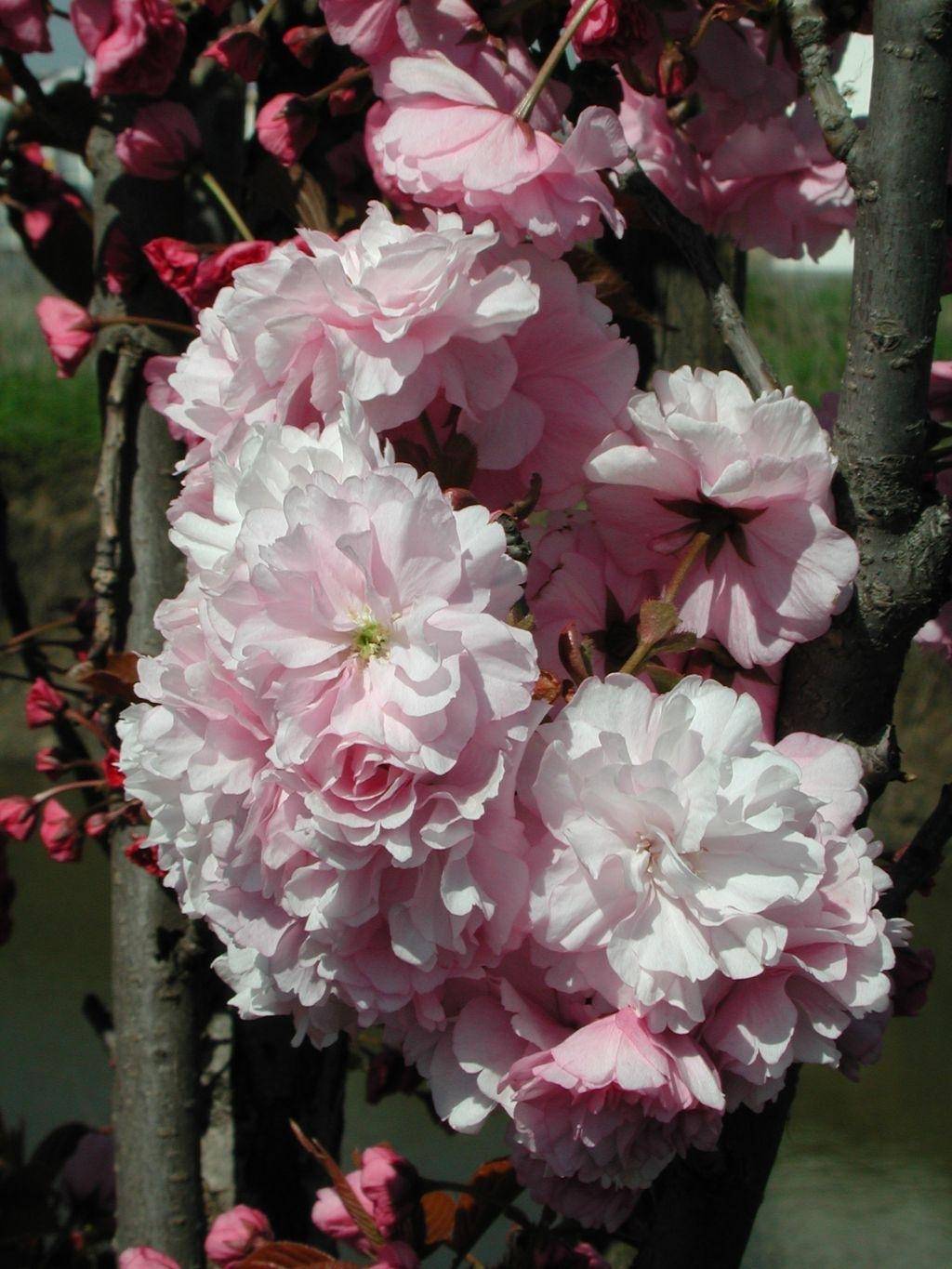 smalle-japanse-sierkers-prunus-serrulata-amanogawa-bestellen-bezorgen