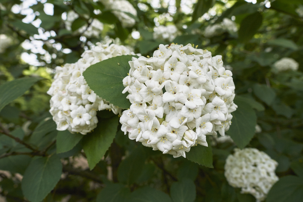 sneeuwbal-op-stam-viburnum-carlcephalum-bestellen-bezorgen