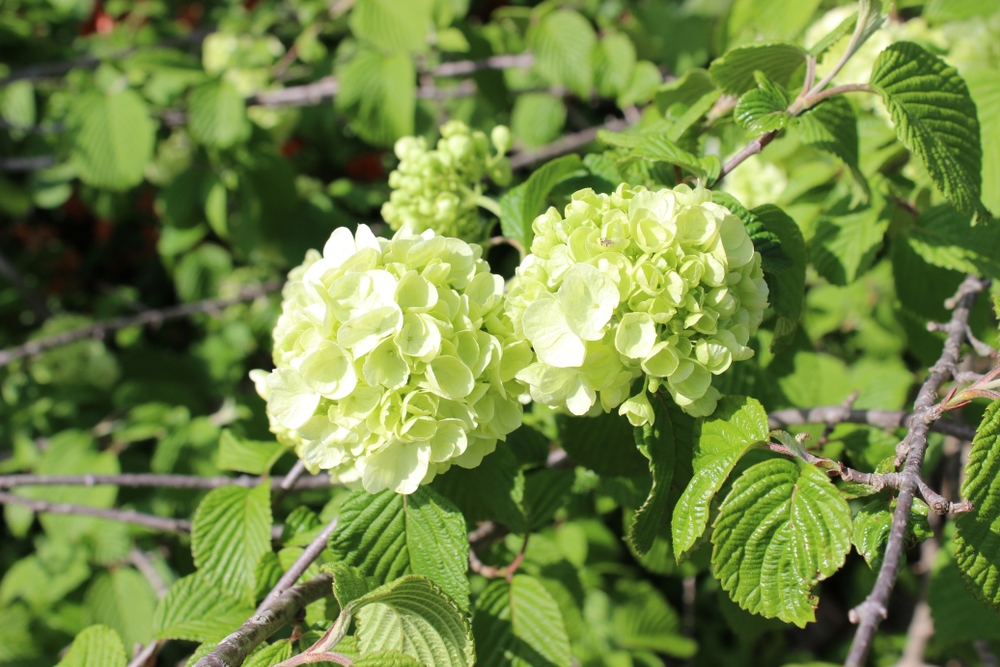 sneeuwbal-op-stam-viburnum-plicatum-popcorn-bestellen-bezorgen