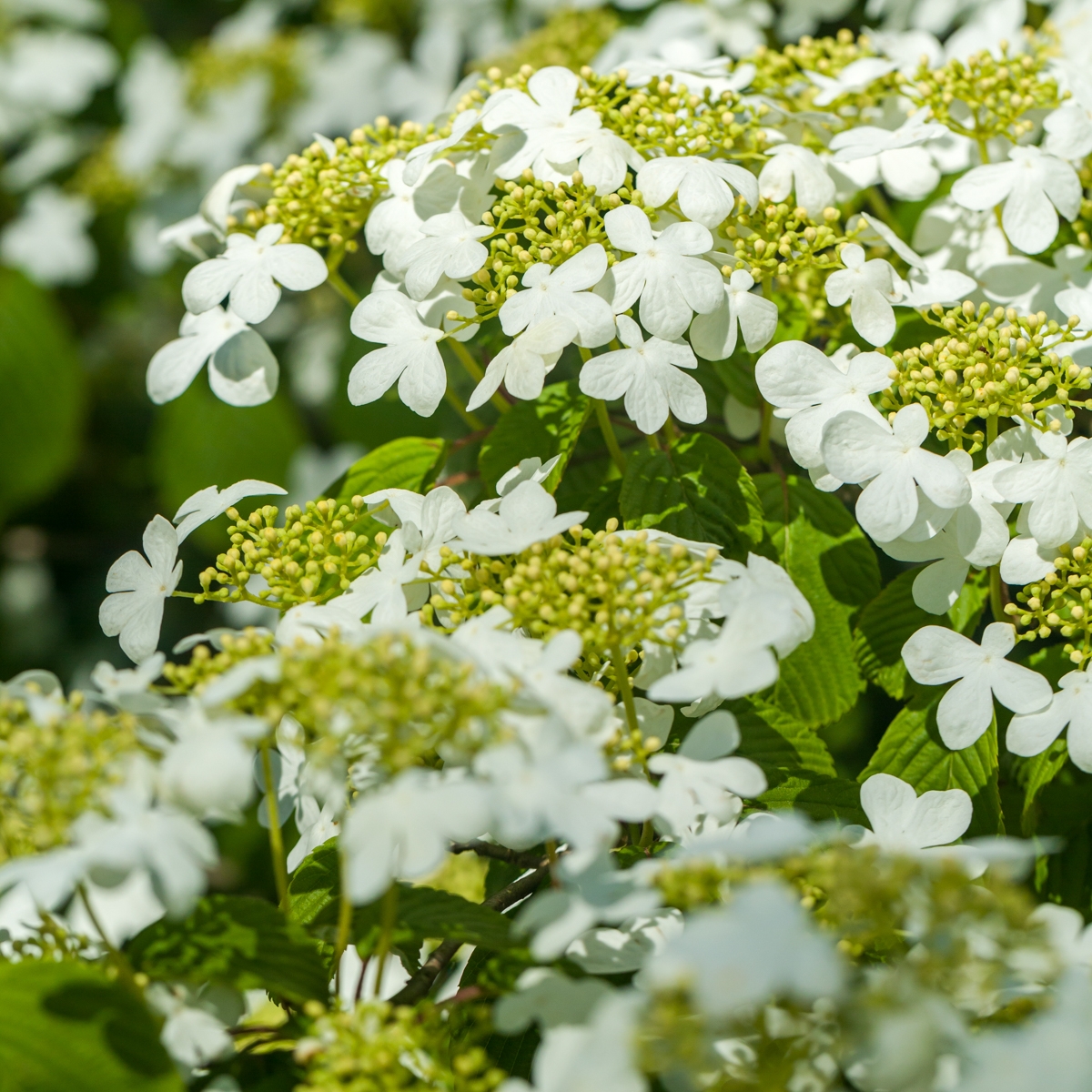 sneeuwbal-op-stam-viburnum-plicatum-tennessee-bestellen-bezorgen