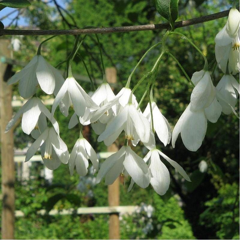 sneeuwklokjesboom-boomvorm-halesia-carolinea-bestellen-bezorgen