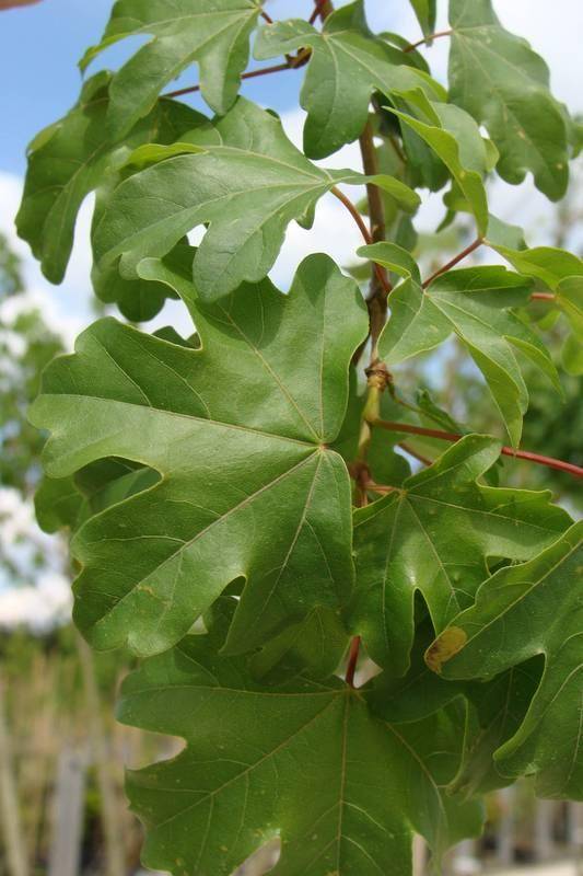 spaanse-aak-acer-campestre-elsrijk-bestellen-bezorgen