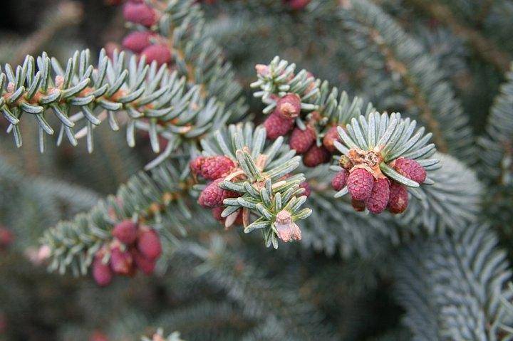 spaanse-den-abies-pinsapo-glauca-bestellen-bezorgen