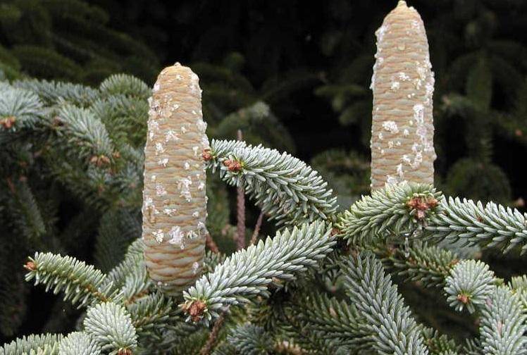 spaanse-den-abies-pinsapo-kelleriis-bestellen-bezorgen