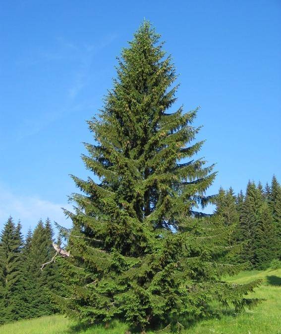 spar-picea-abies-bestellen-bezorgen