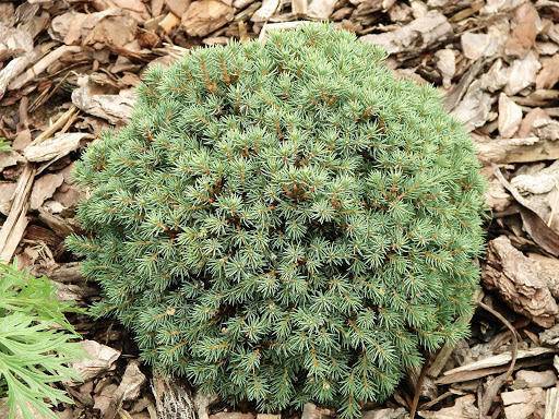 spar-picea-glauca-echiniformis-bestellen-bezorgen