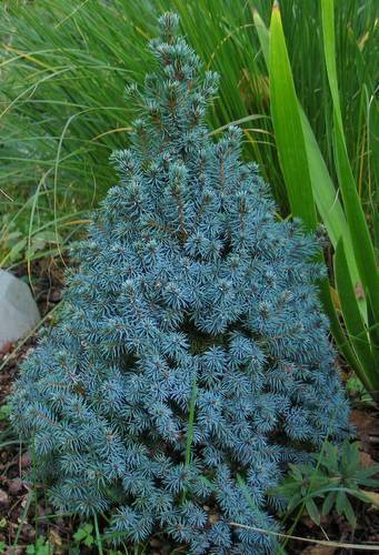 spar-picea-glauca-sanders-blue-bestellen-bezorgen