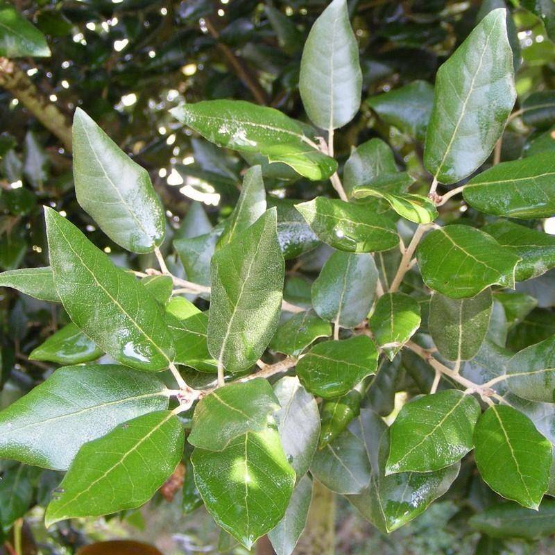 steeneik-quercus-ilex-bestellen-bezorgen