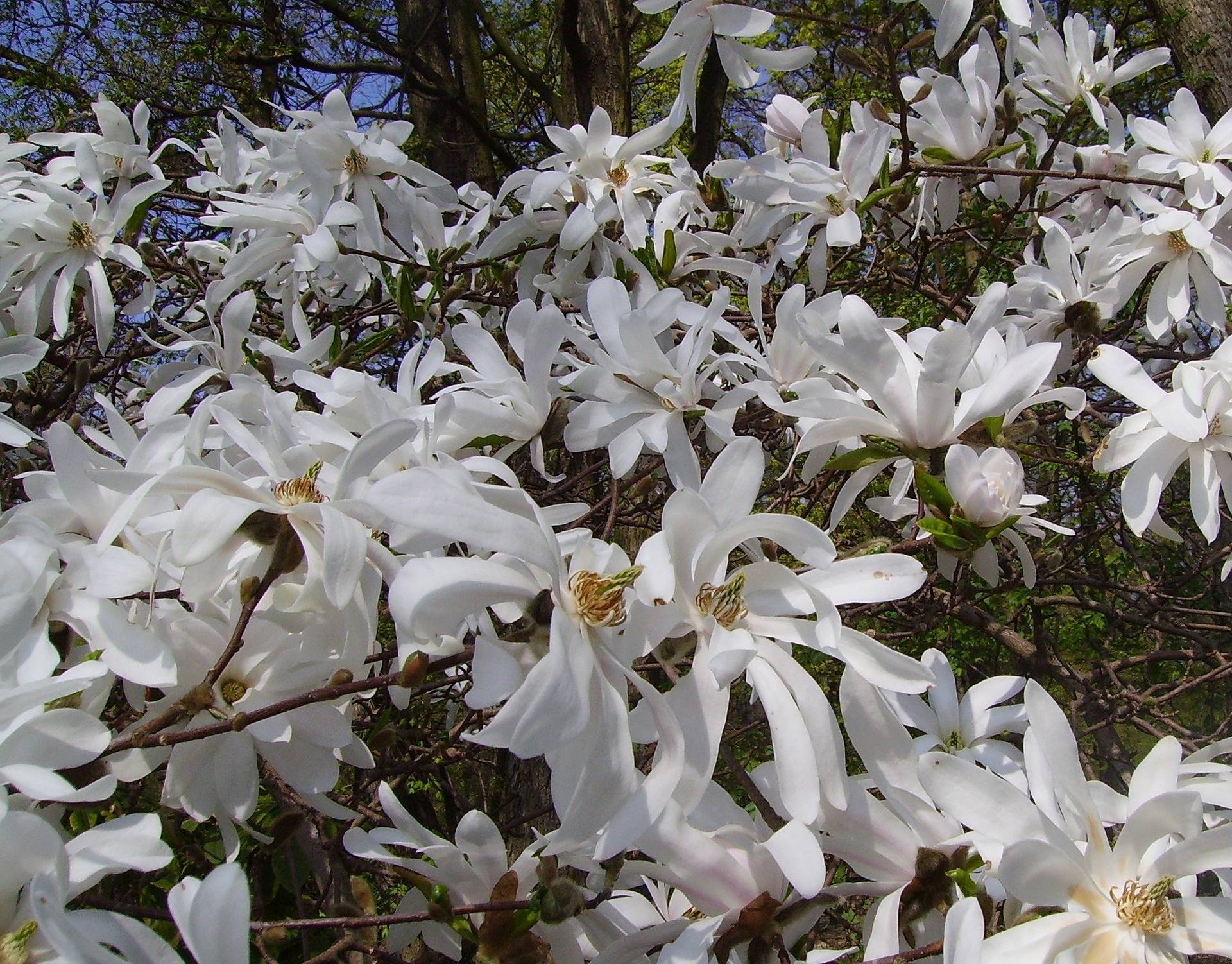 stermagnolia-magnolia-stellata-waterlily-bestellen-bezorgen
