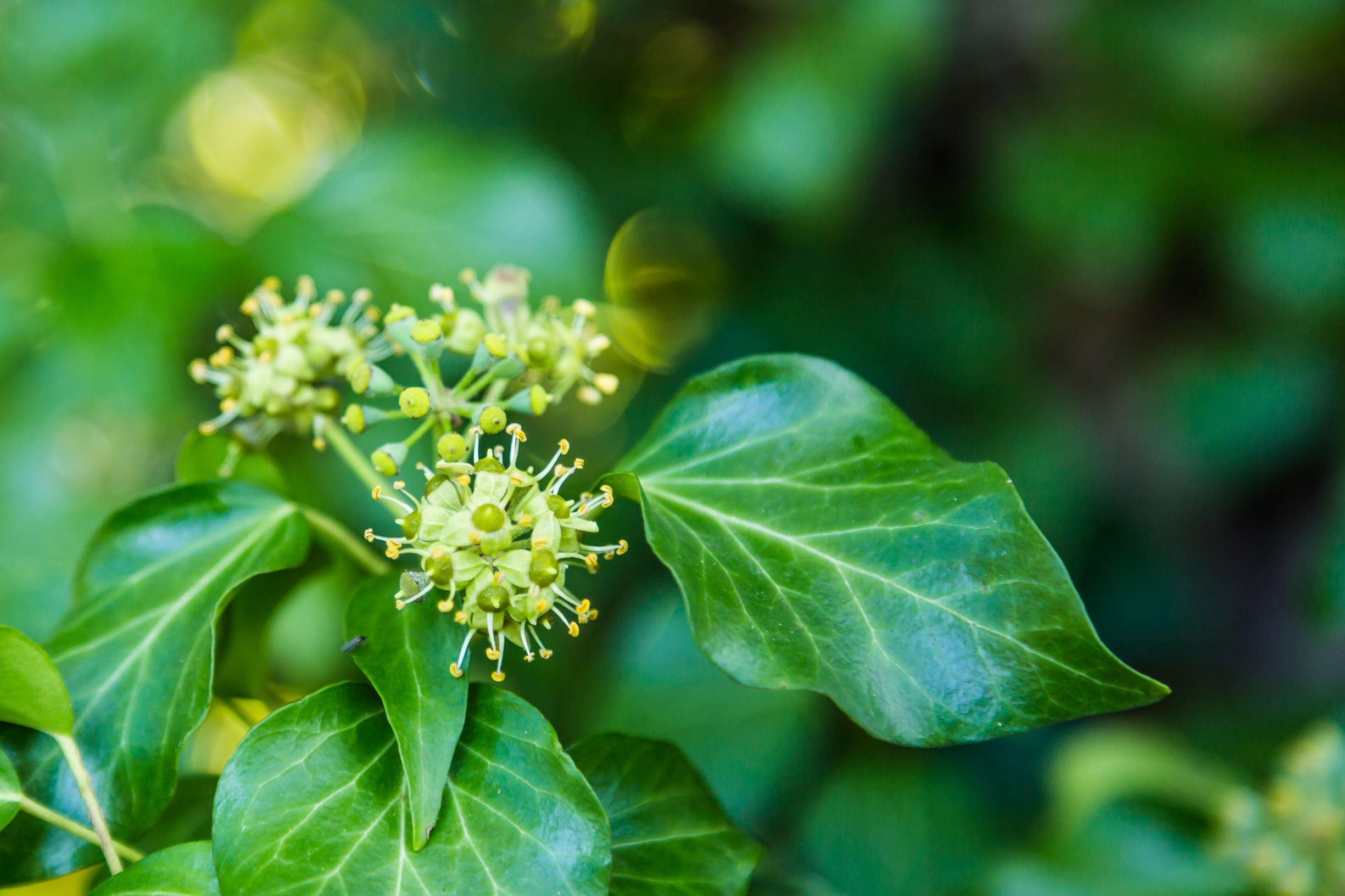 struikklimop-hedera-colchica-arborescens-bestellen-bezorgen