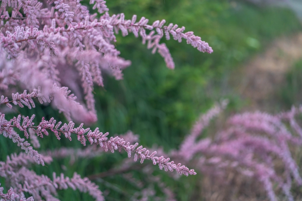 tamarisk-op-stam-tamarix-chinensis-bestellen-bezorgen