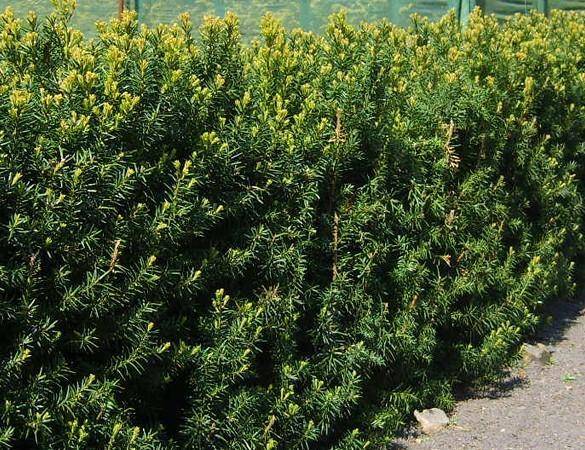 taxus-haag-taxus-media-hillii-bestellen-bezorgen