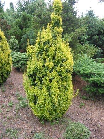 taxus-taxus-baccata-david-bestellen-bezorgen