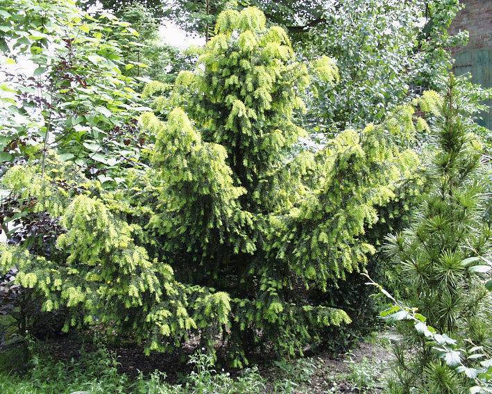 taxus-taxus-baccata-dovastoniana-bestellen-bezorgen