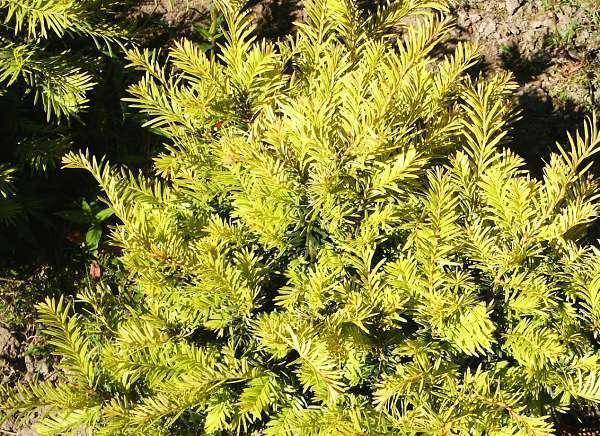 taxus-taxus-baccata-goud-elsje-bestellen-bezorgen