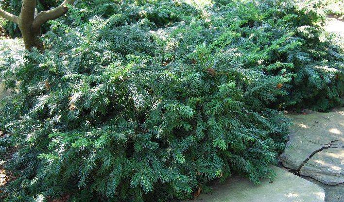 taxus-taxus-baccata-repandens-bestellen-bezorgen