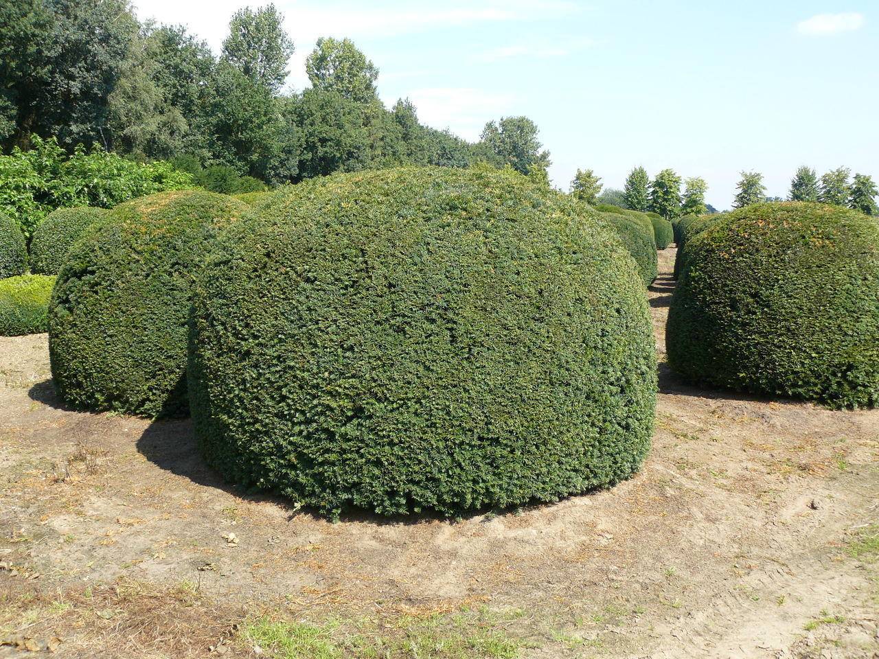 taxusbol-taxus-baccata-bol-bestellen-bezorgen