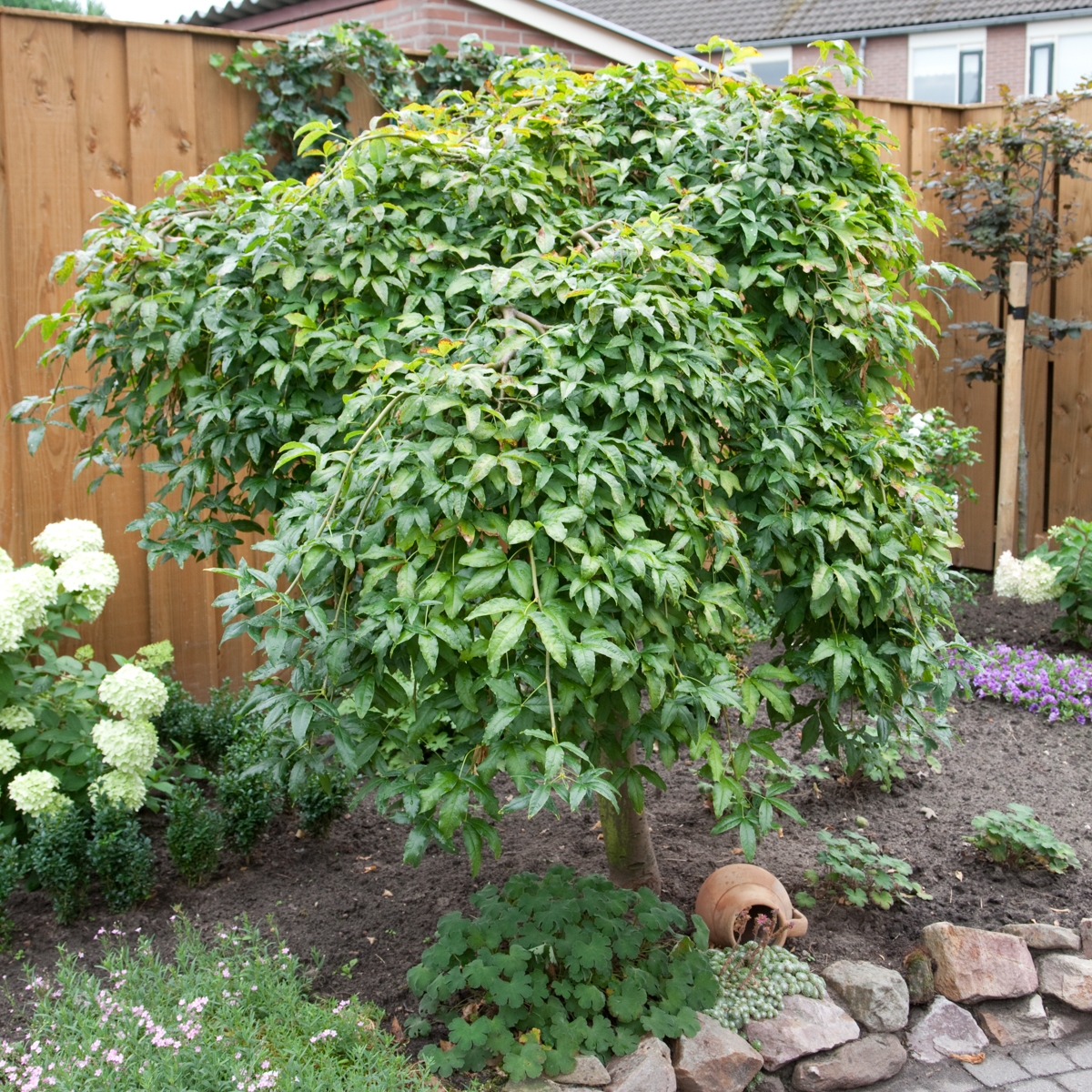 treur-gouden-regen-op-stam-laburnum-alpinum-pendulum-bestellen-bezorgen