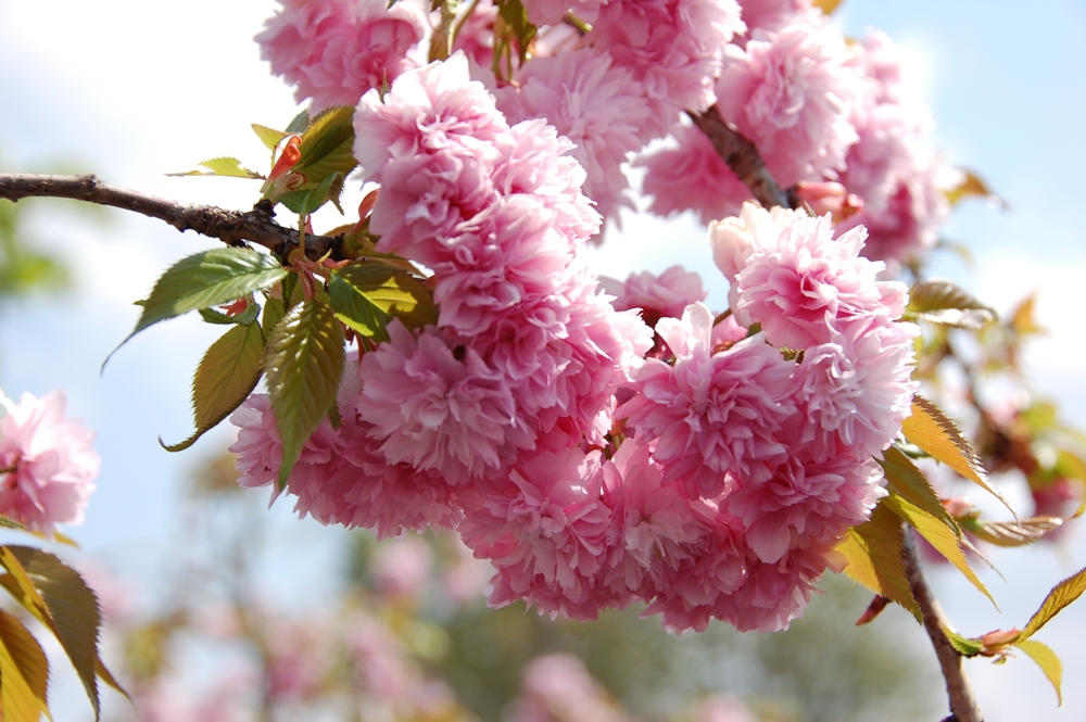treur-sierkers-op-stam-prunus-serrulata-kiku-shidare-zakura-stam-bestellen-bezorgen
