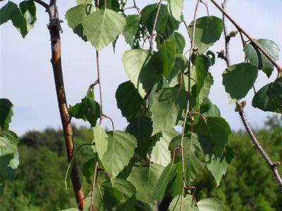 treurberk-betula-pendula-tristis-bestellen-bezorgen