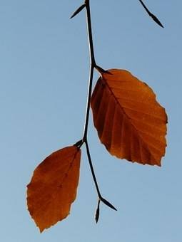 treurbeuk-fagus-sylvatica-purpurea-pendula-bestellen-bezorgen