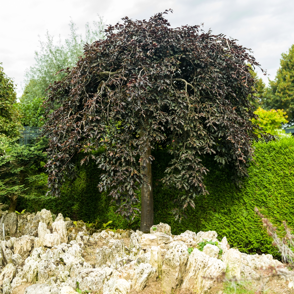 treurbeuk-op-stam-fagus-sylvatica-rohan-weeping-bestellen-bezorgen