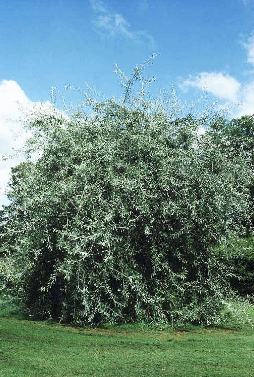 treurboom-sierpeer-pyrus-salicifolia-pendula-bestellen-bezorgen