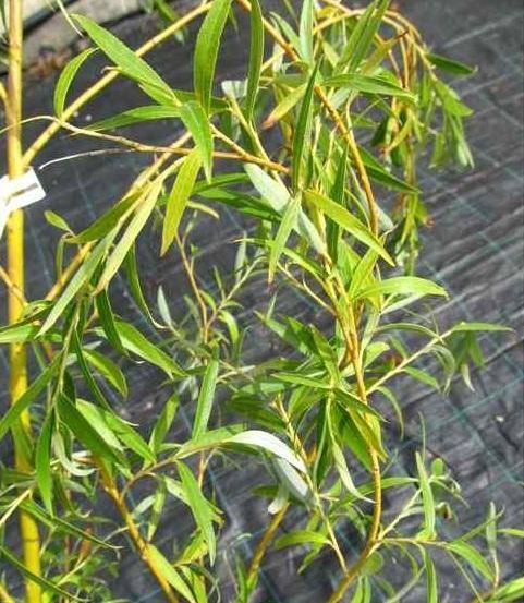 treurwilg-salix-sepulcralis-chrysocoma-bestellen-bezorgen