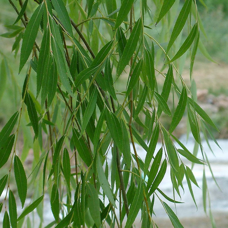 treurwilg-salix-sepulcralis-tristis-bestellen-bezorgen