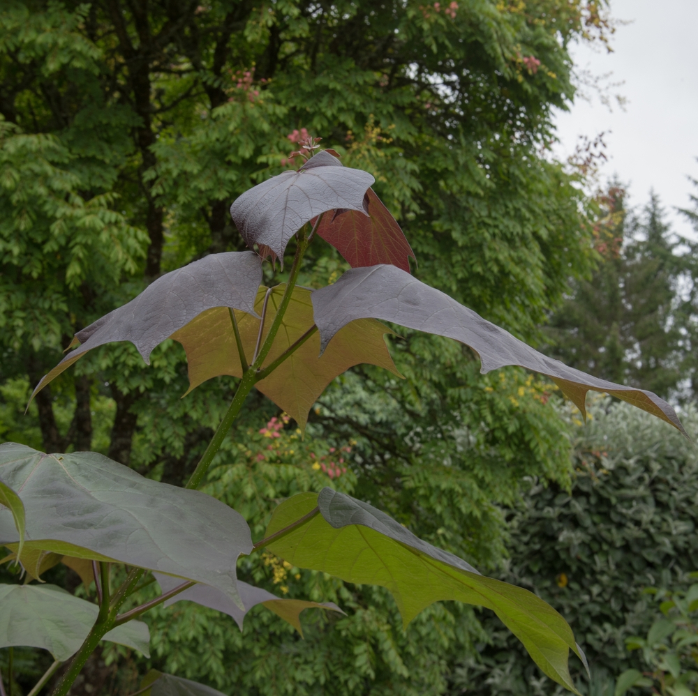 trompetboom-op-stam-catalpa-erubescens-purpurea-bestellen-bezorgen