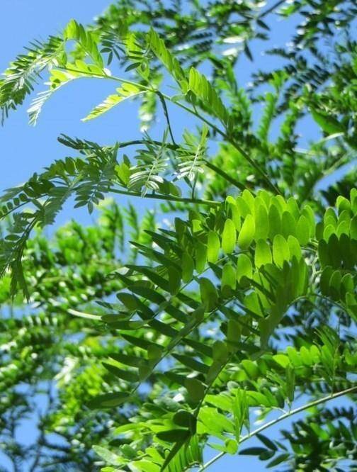 valse-christendoorn-gleditsia-triacanthos-skyline-bestellen-bezorgen