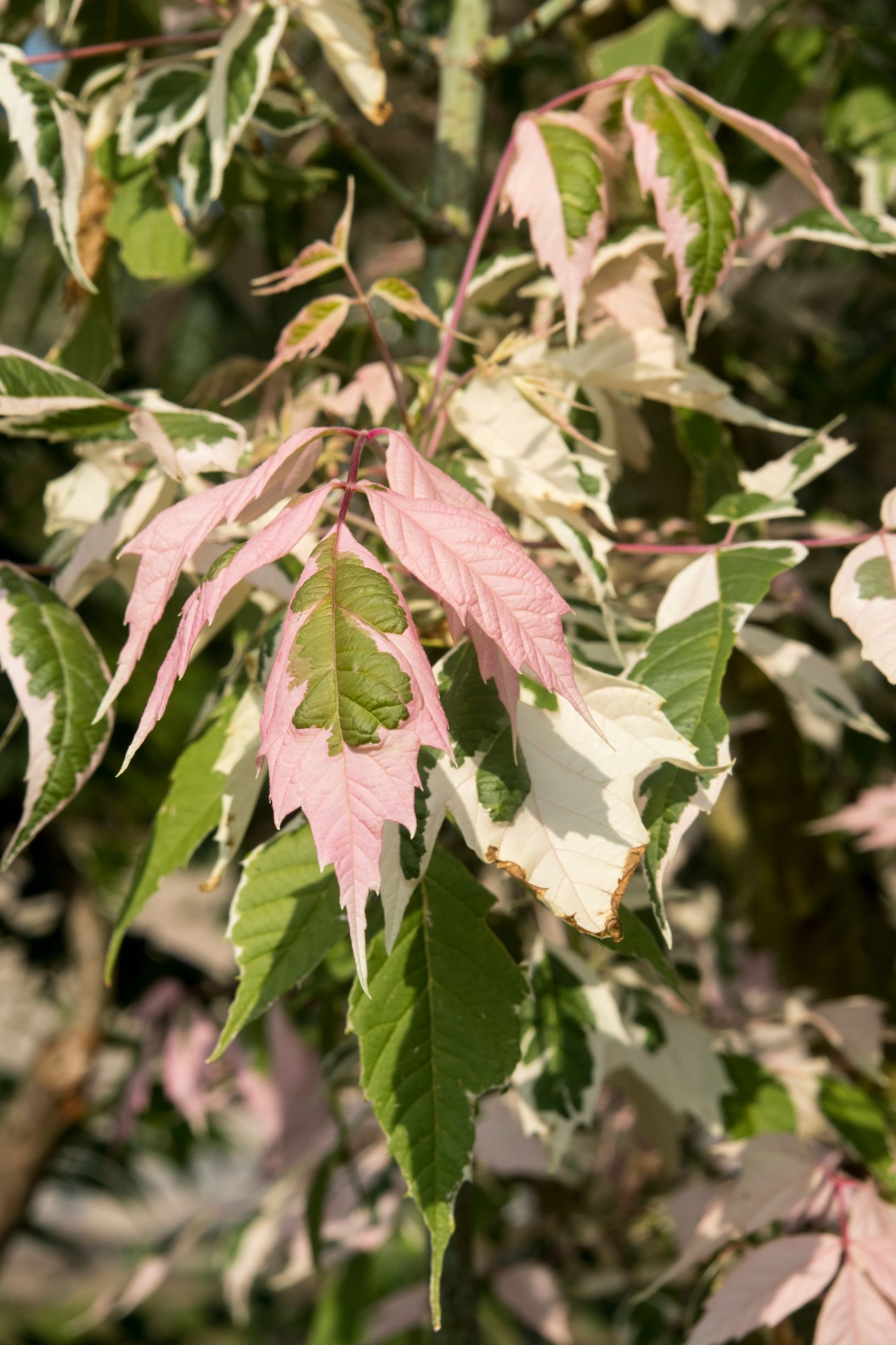 vederesdoorn-acer-negundo-flamingo-bestellen-bezorgen