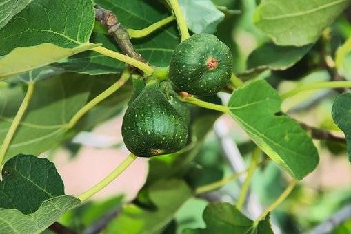 vijgenboom-ficus-carica-bestellen-bezorgen