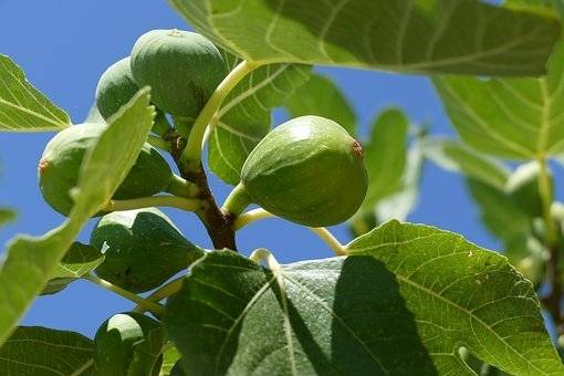 vijgenboom-op-stam-ficus-carica-bestellen-bezorgen