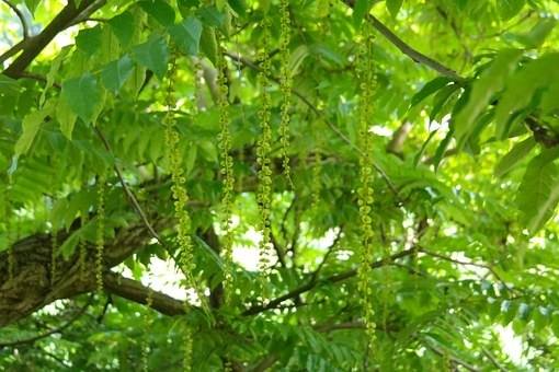 vleugelnoot-pterocarya-fraxinifolia-bestellen-bezorgen