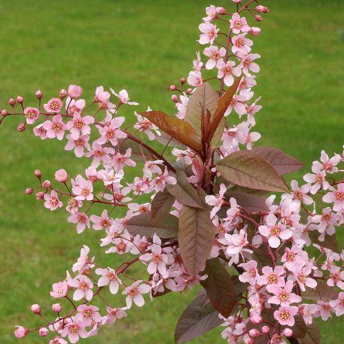 vogelkers-prunus-padus-colorata-bestellen-bezorgen