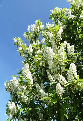 vogelkers-prunus-padus-watereri-bestellen-bezorgen