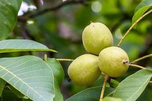 walnoot-juglans-regia-broadview-bestellen-bezorgen