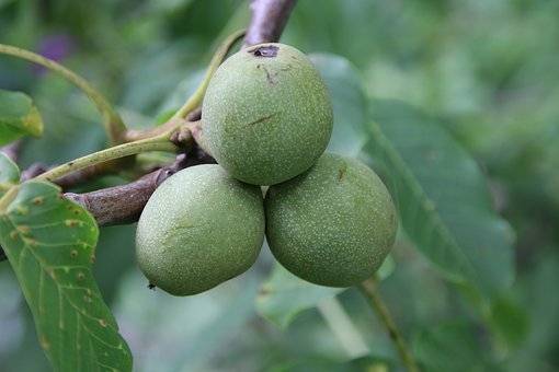 walnoot-juglans-regia-coenen-bestellen-bezorgen